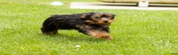 Yorkshire Terrier dogs for sale: Myran  - Ad 5