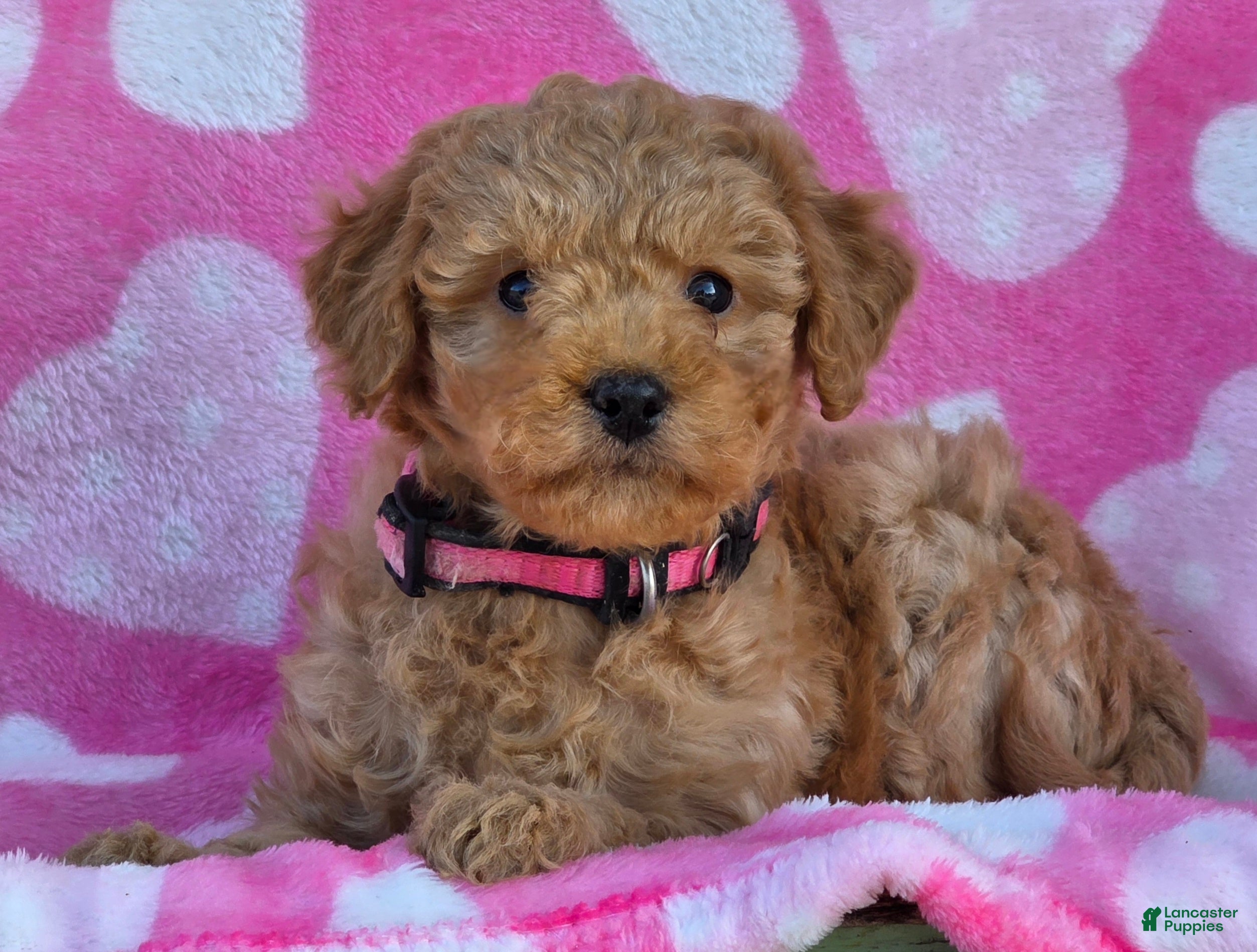 Mini Goldendoodle dogs Star - Ad 40