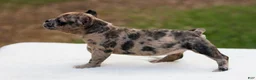 American Bully dogs for sale: Black Brindle Merle Female - Ad 4