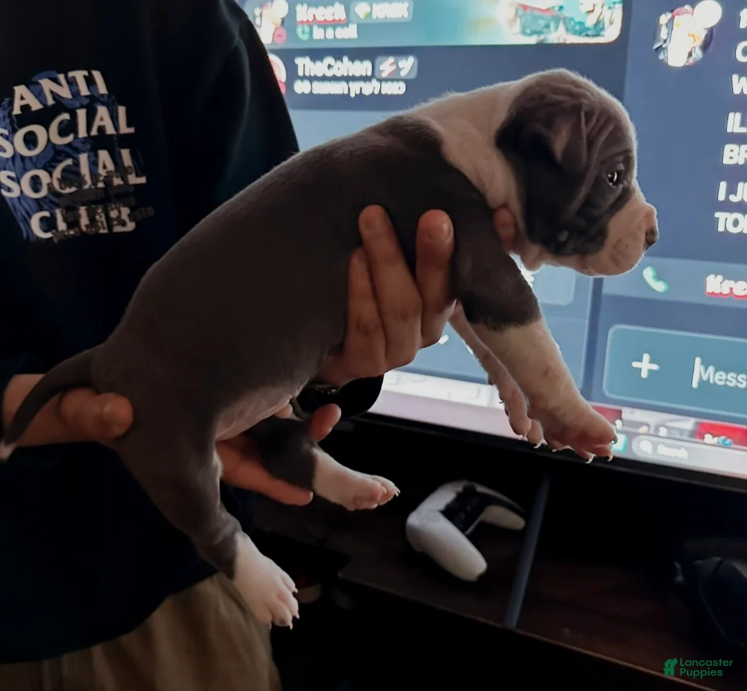 American Bully dogs for sale: JAY Z - Ad 4