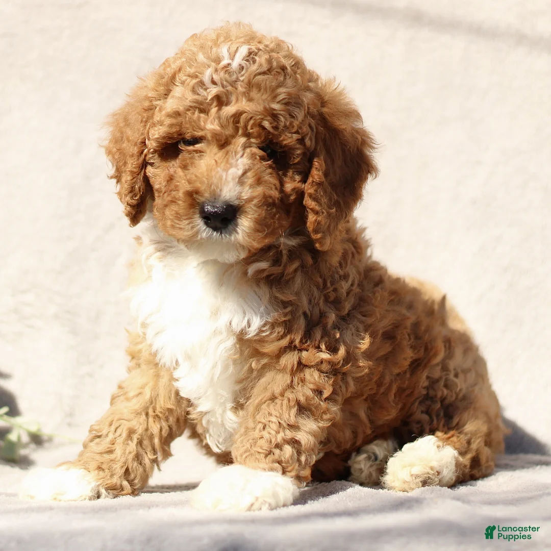 Mini Goldendoodle dogs for sale: Myles  - Ad 1