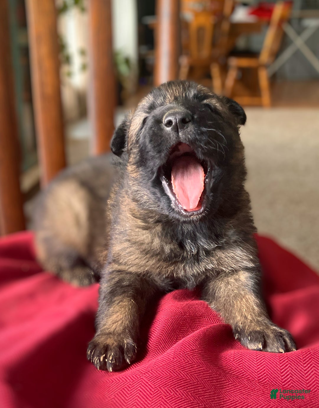 German Shepherd dogs for sale: ♥️KING♥️ - Ad 2