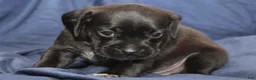 Puggle dogs for sale: Chewy - Ad 49