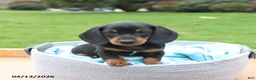 Miniature Dachshund dogs for sale: Lonnie - Ad 4