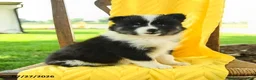 Pomsky dogs for sale: Rory - Ad 1