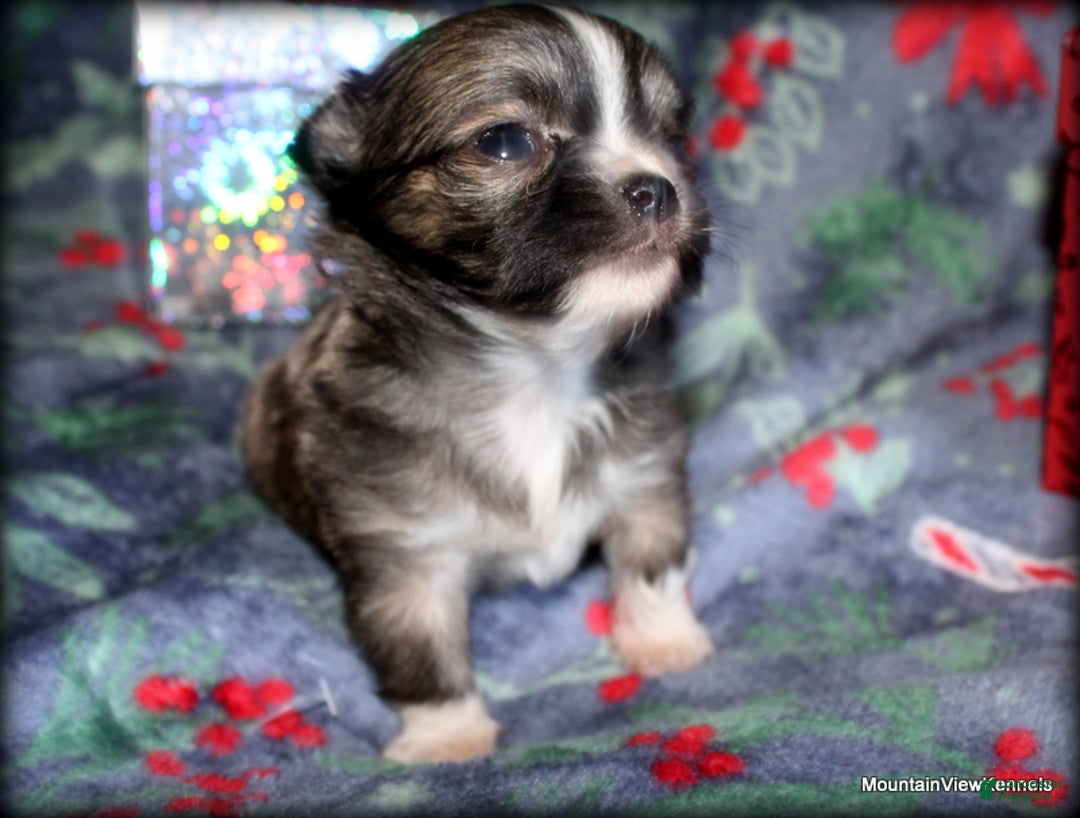 Chihuahua dogs for sale: Chihuahua Puppy 2 - Ad 4