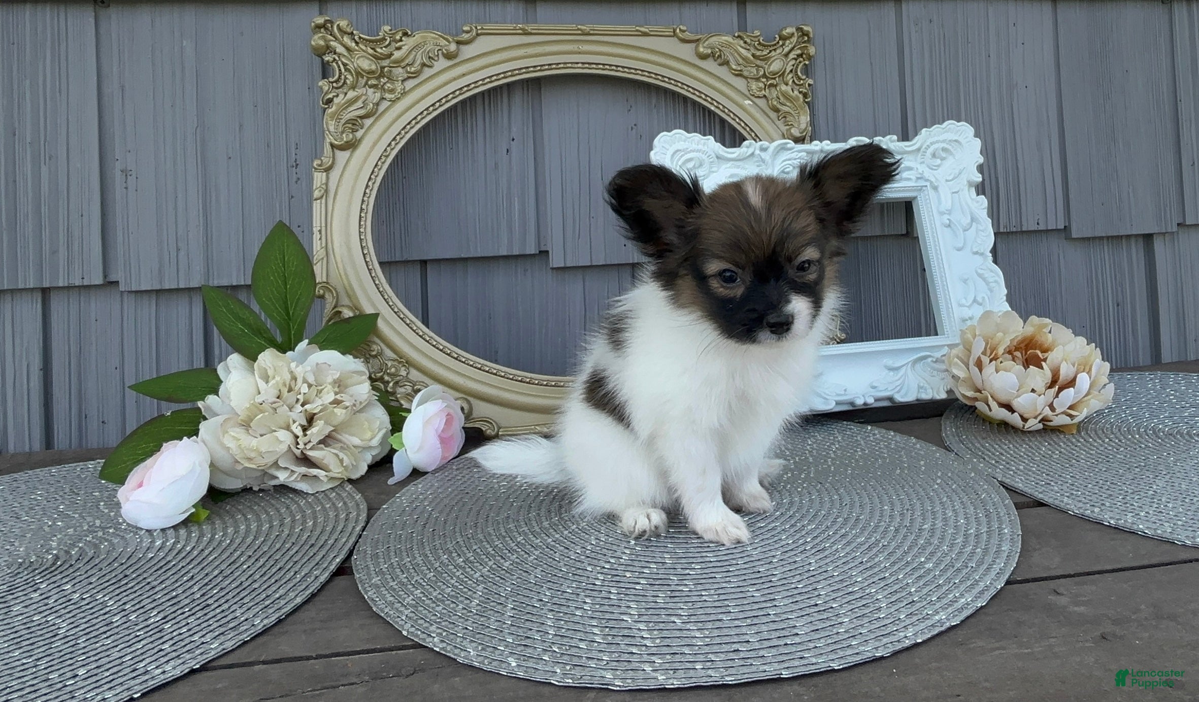 Papillon dogs Meadow - Ad 2