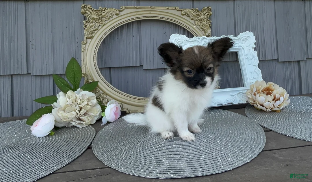 Papillon dogs for sale: Meadow - Ad 2