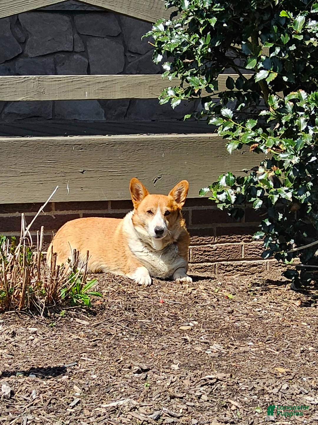Welsh Corgi Pembroke dogs for sale: Rory - Ad 7