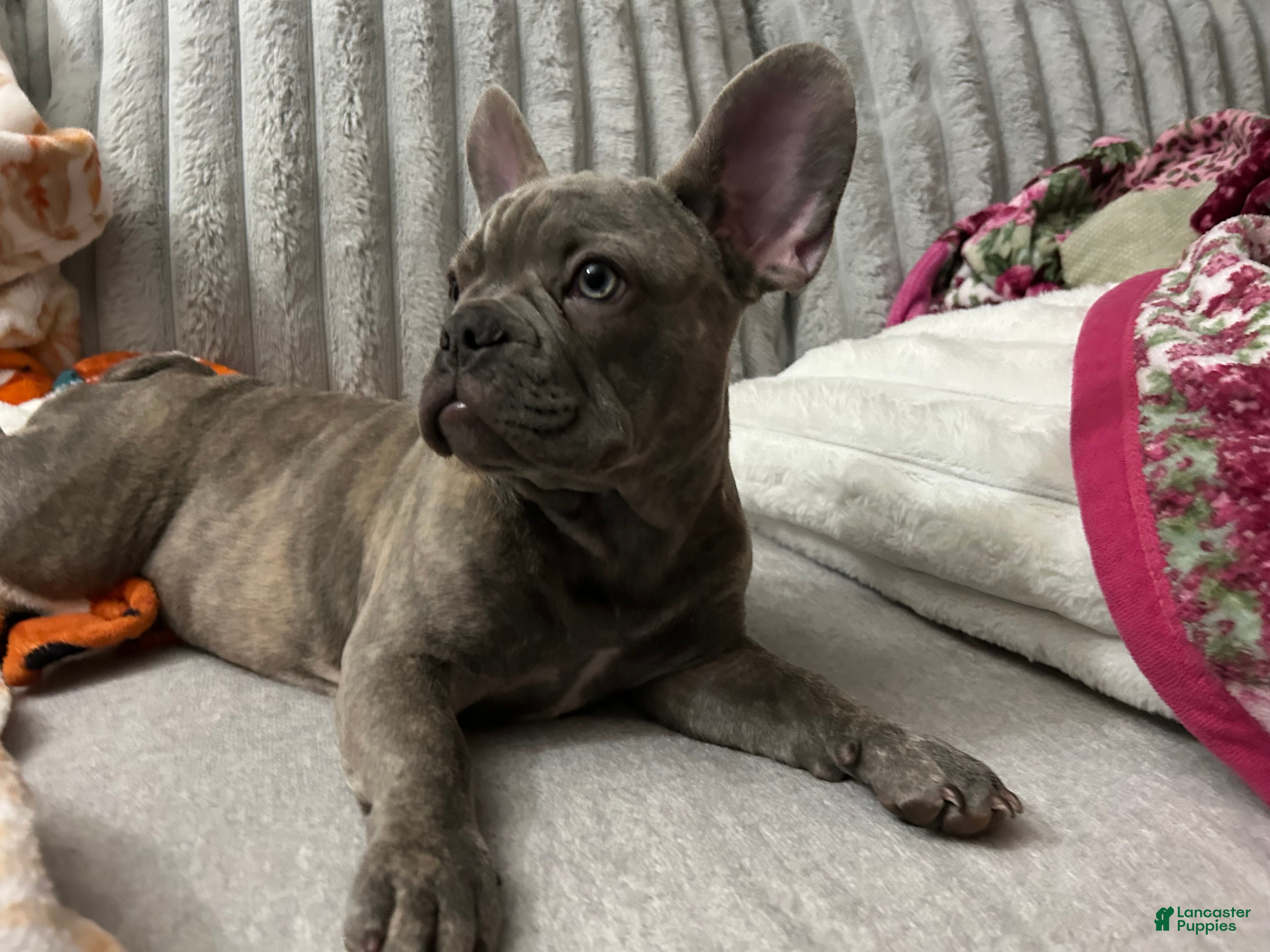 French Bulldog dogs Sadie bu - Ad 42