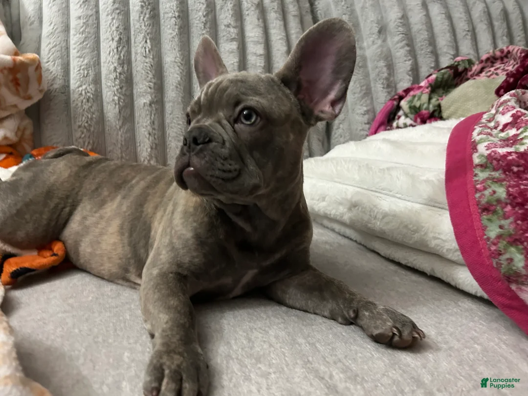 French Bulldog dogs for sale: Sadie bu - Ad 1