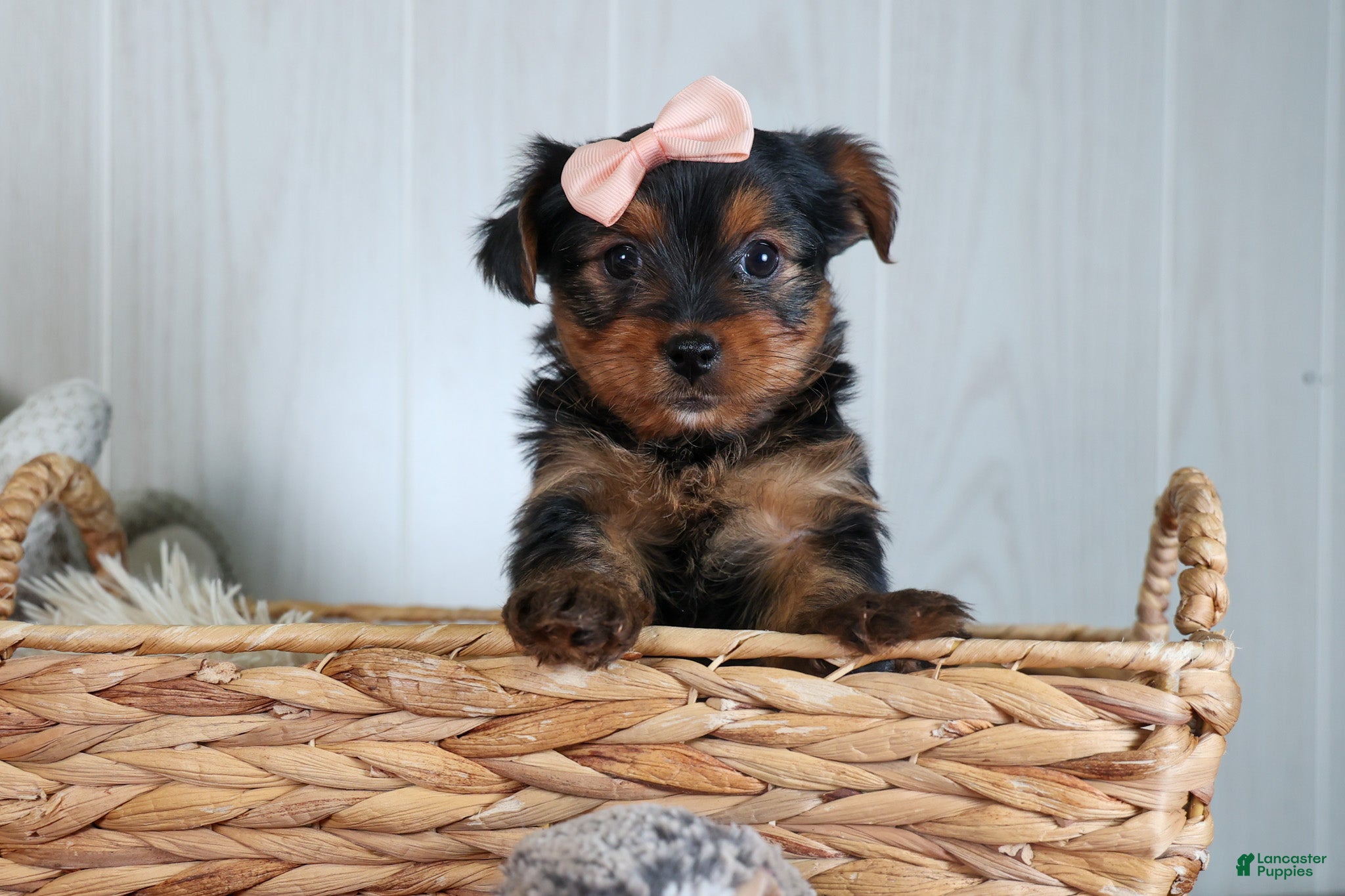 Yorkshire Terrier dogs COCO - Ad 12