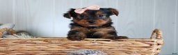 Yorkshire Terrier dogs for sale: COCO - Ad 1