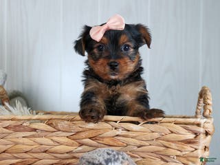Yorkshire Terrier dogs COCO - Ad 12