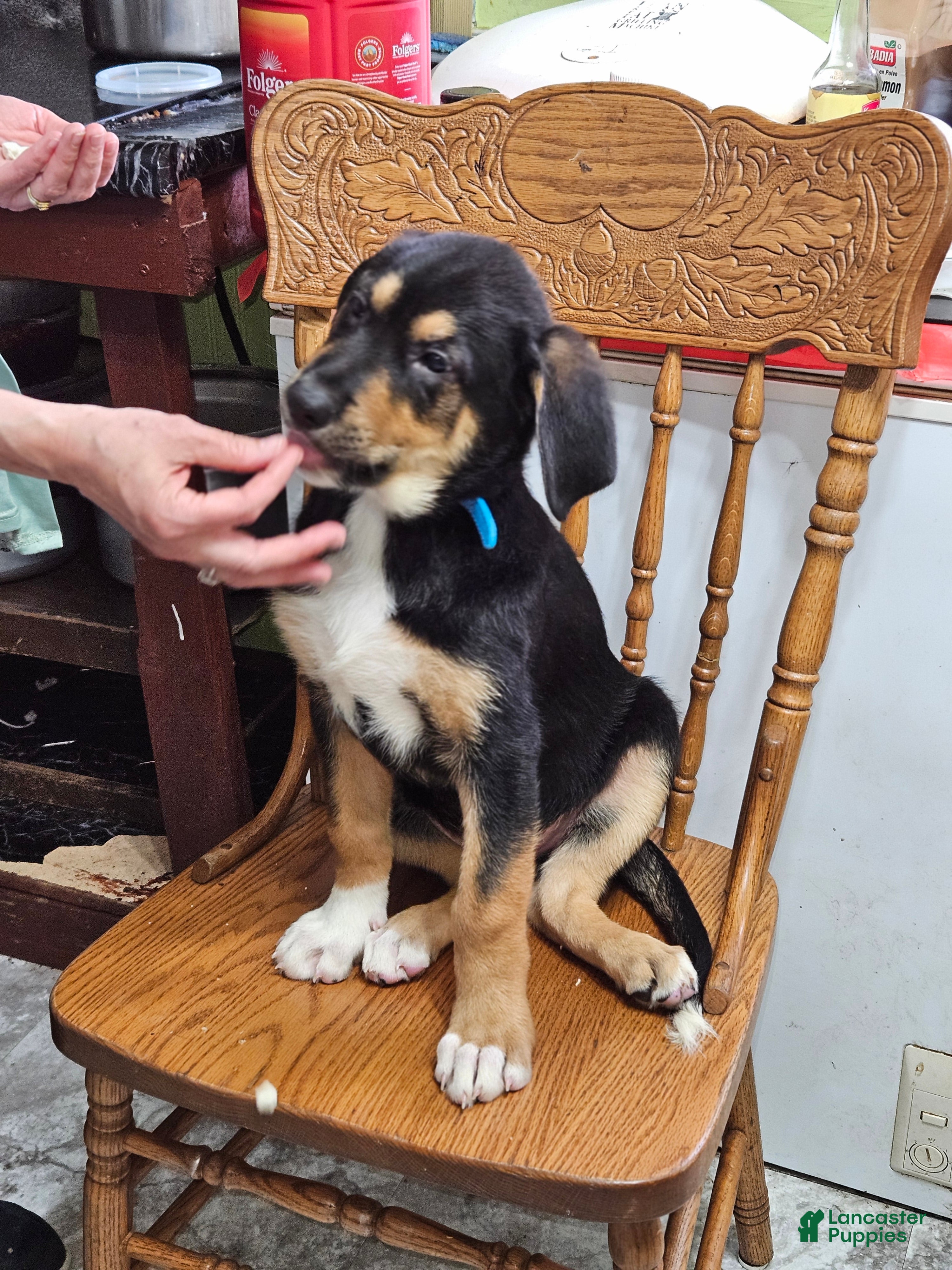 Mixed Breed dogs  Puppy 6 Blue - Ad 2