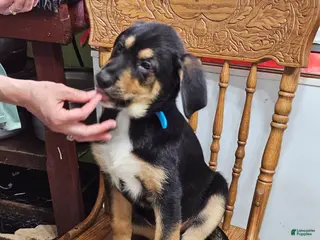 Mixed Breed dogs Puppy 6 Blue - Ad 8