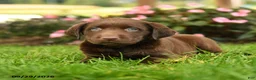 Labrador Retriever dogs for sale: Scout - Ad 3
