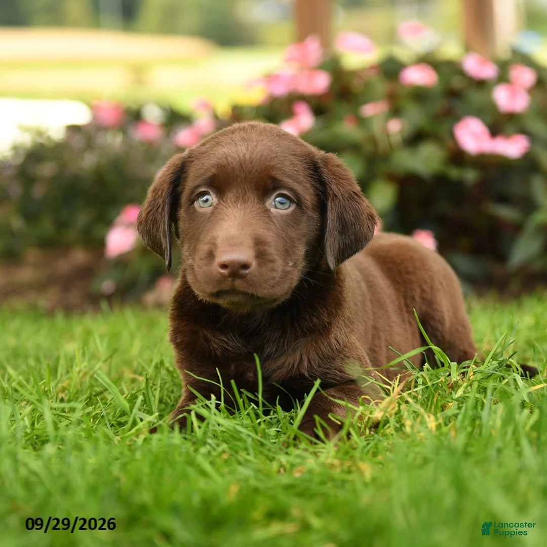 Labrador Retriever dogs for sale: Scout - Ad 3