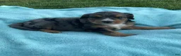 Mini Bernedoodle dogs for sale: Rosco - Ad 4