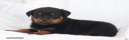 Rottweiler dogs for sale: Buck - Ad 1