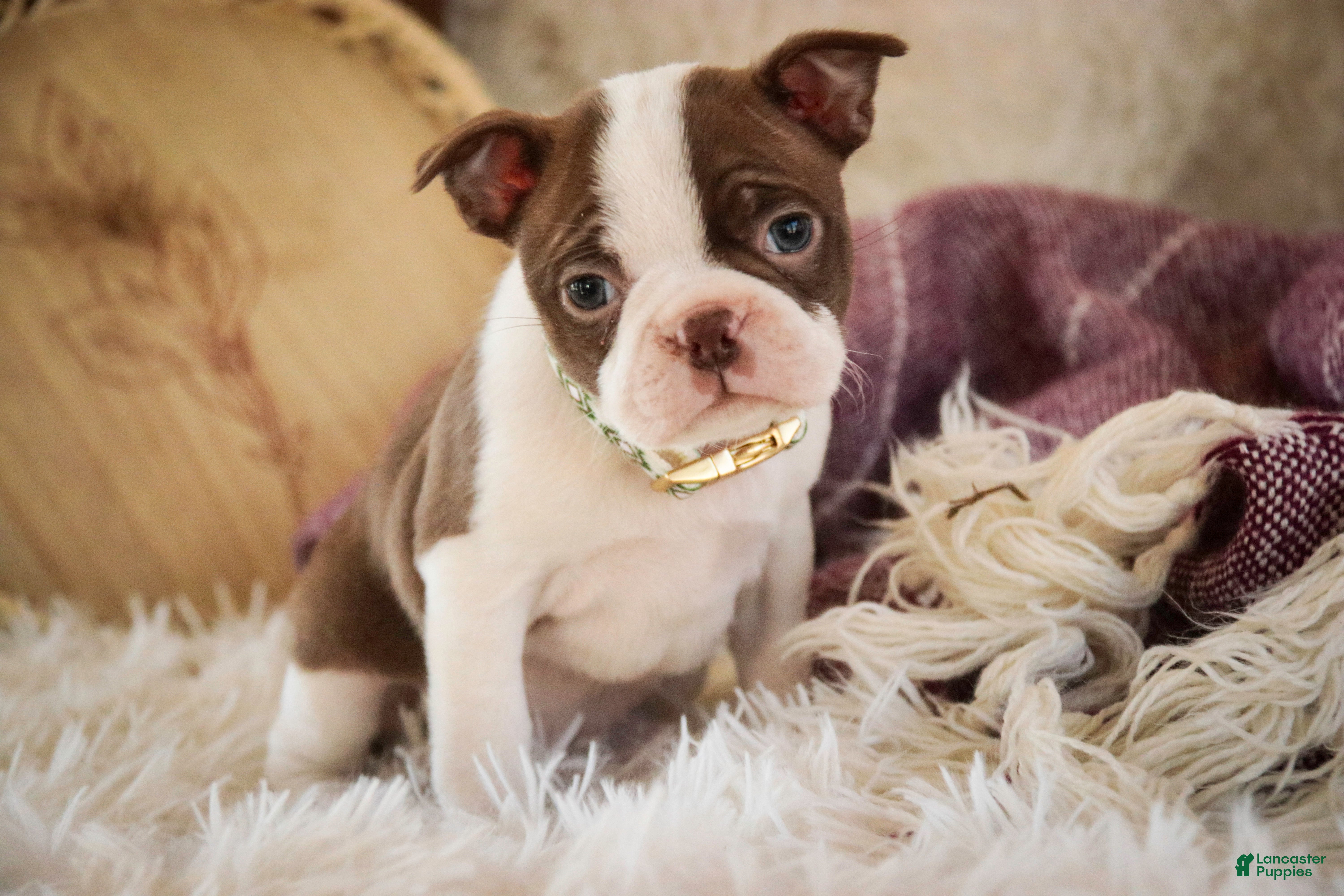 Boston Terrier dogs Crickett - Ad 1