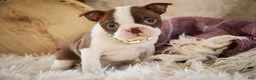 Boston Terrier dogs for sale: Crickett - Ad 1