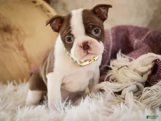 Boston Terrier dogs for sale: Crickett - Ad 3