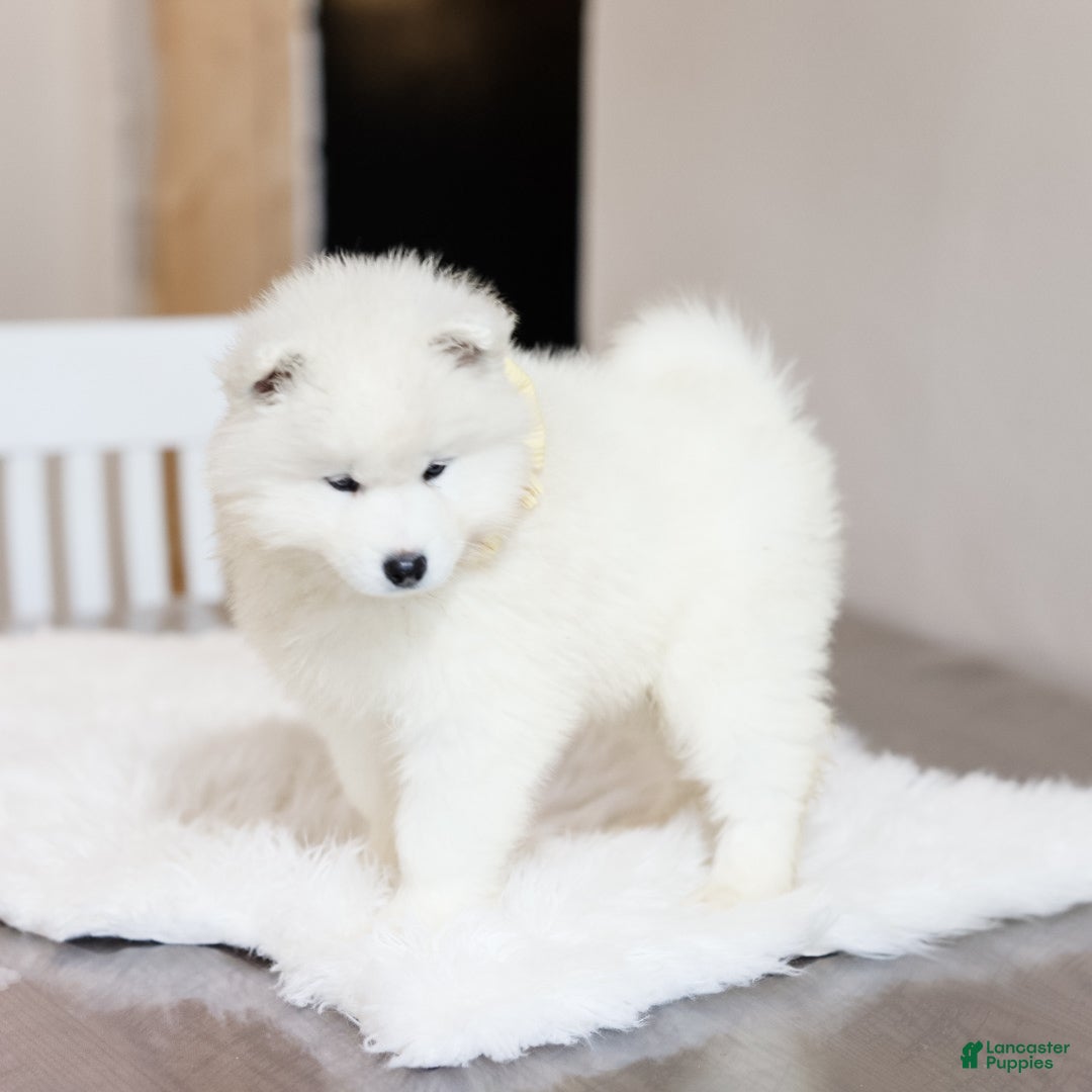 Samoyed dogs Sprout  - Ad 2
