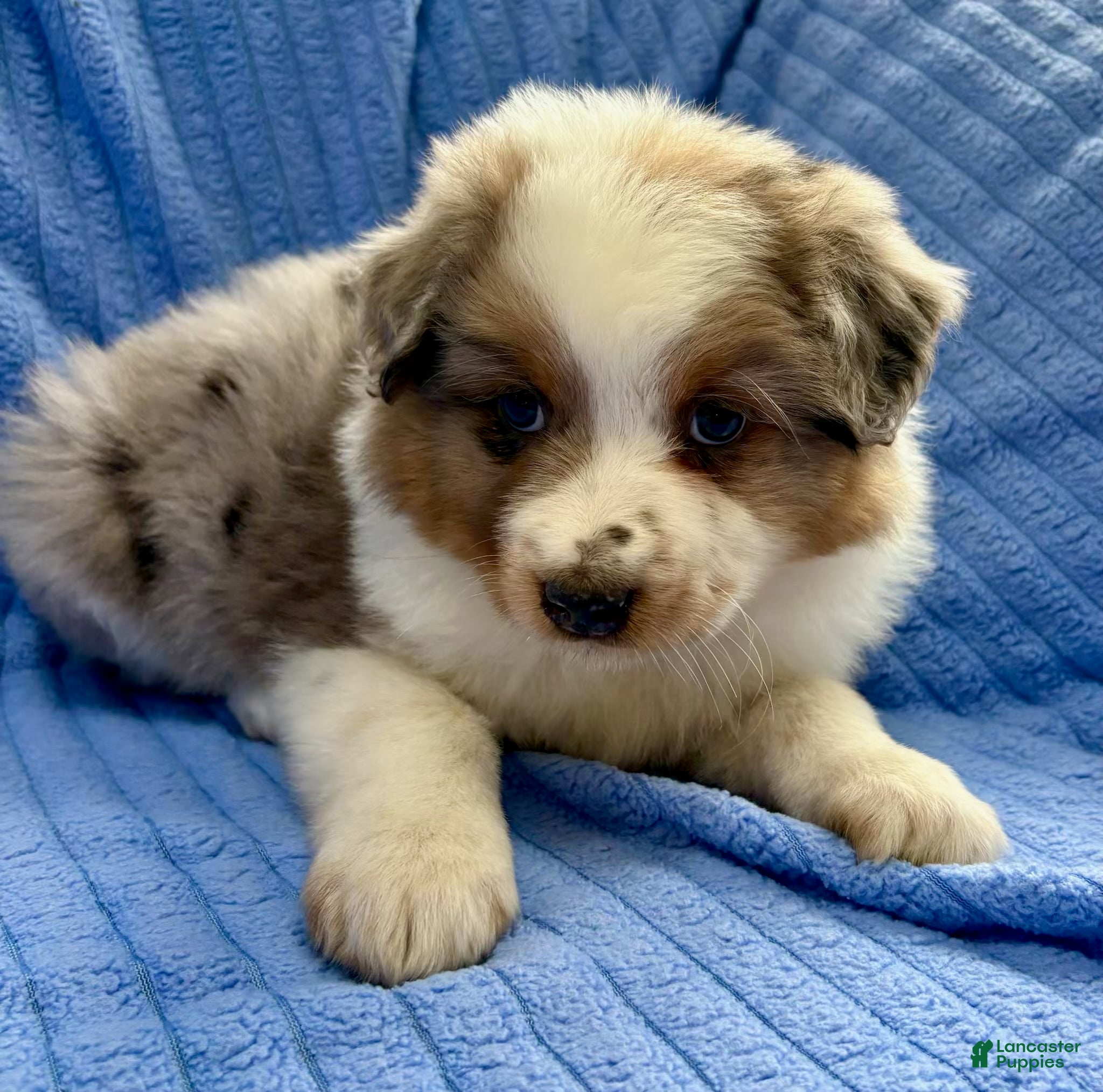 Australian Shepherd dogs Australian Shepherd Puppy 2 - Ad 1