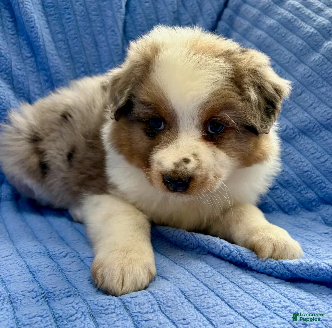 Australian Shepherd dogs for sale: Australian Shepherd Puppy 2 - Ad 1