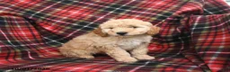 Mini Goldendoodle dogs for sale: Sara  - Ad 3