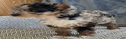 Yorkiepoo dogs for sale: Sally - Ad 3