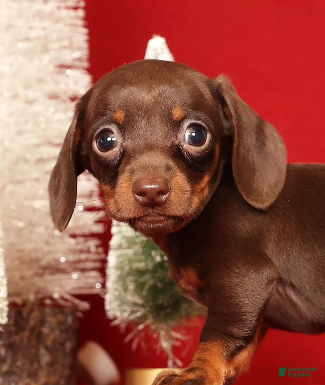 Miniature Dachshund dogs for sale: Rhoda - Ad 8