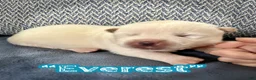Akita dogs for sale: Everest  - Ad 1