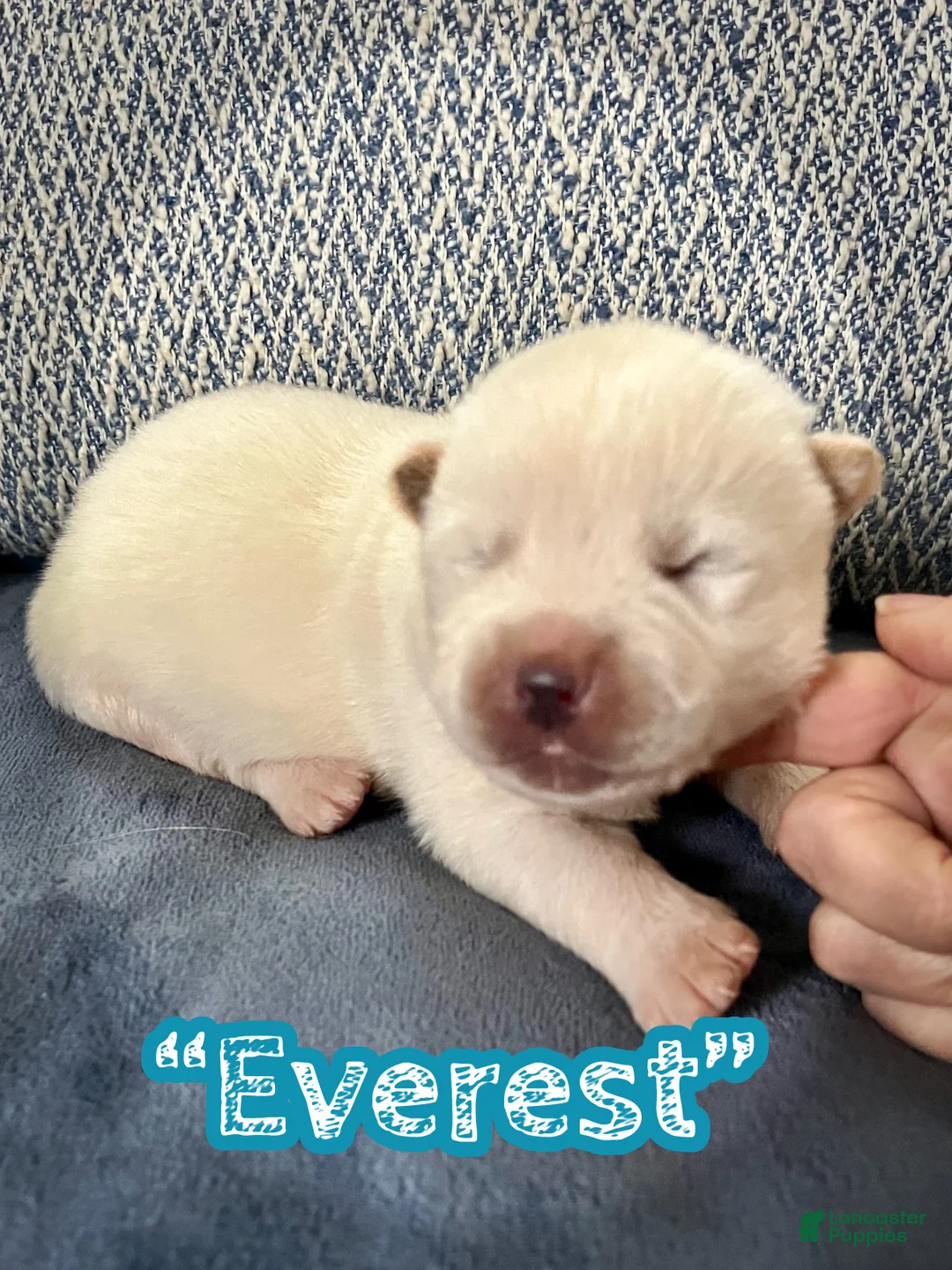 Akita dogs for sale: Everest  - Ad 1