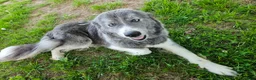 Mixed Breed dogs for sale: Sleepy - Ad 11