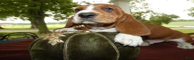 Basset Hound 1 Rusty