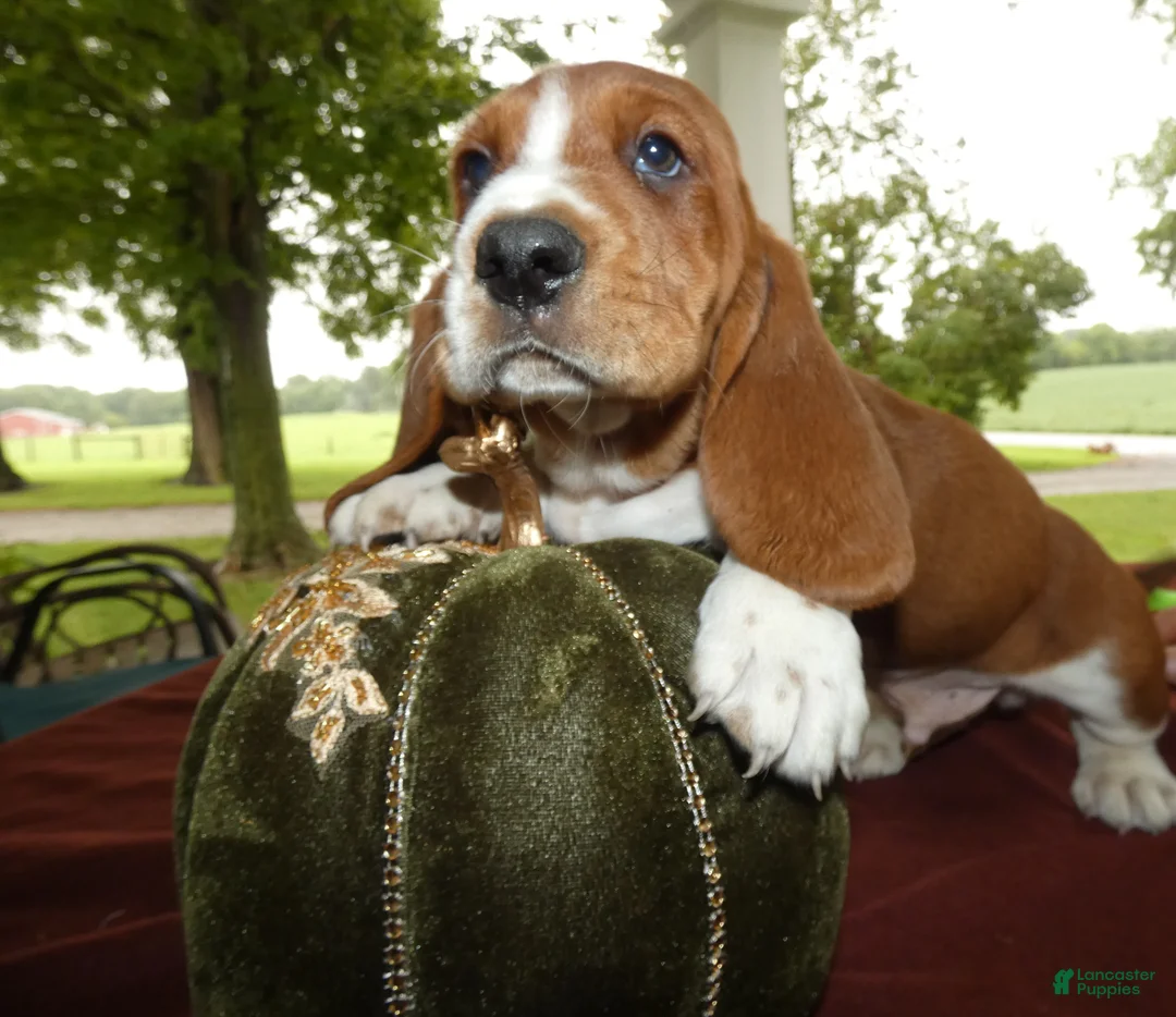 Basset Hound dogs for sale: Basset Hound 1 Rusty - Ad 1