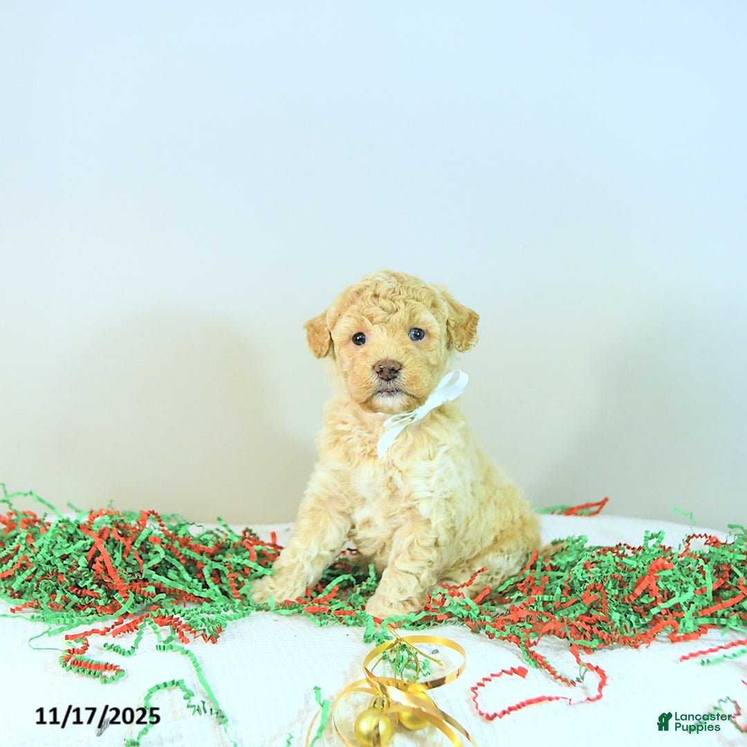 Miniature Poodle dogs for sale: Archie - Ad 6