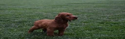 Irish Setter dogs for sale: Dana - Ad 4