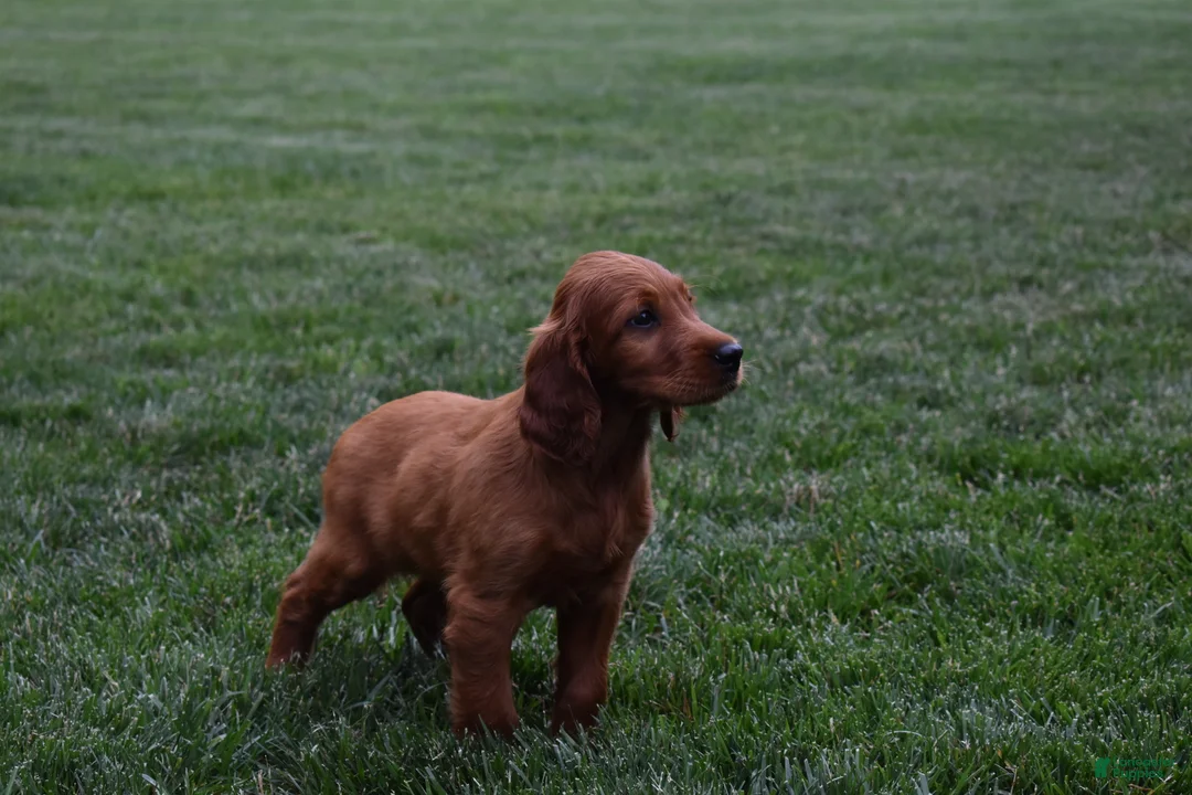 Irish Setter dogs for sale: Dana - Ad 4