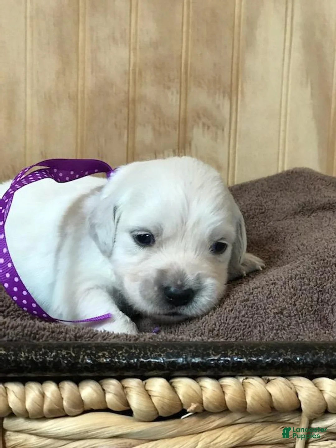 Golden Retriever dogs for sale: Miss Purple  - Ad 1