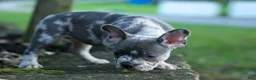 Frenchton dogs for sale: MINDY - Ad 22