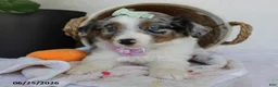 Miniature Australian Shepherd dogs for sale: Princess - Ad 6