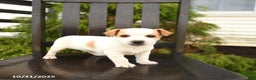 Jack Russell Terrier dogs for sale: Georgie - Ad 1