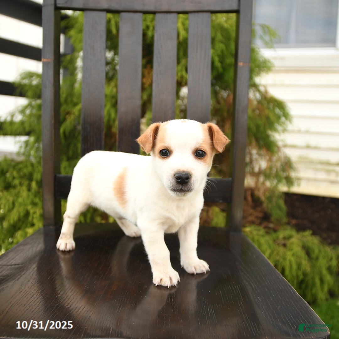 Jack Russell Terrier dogs for sale: Georgie - Ad 1