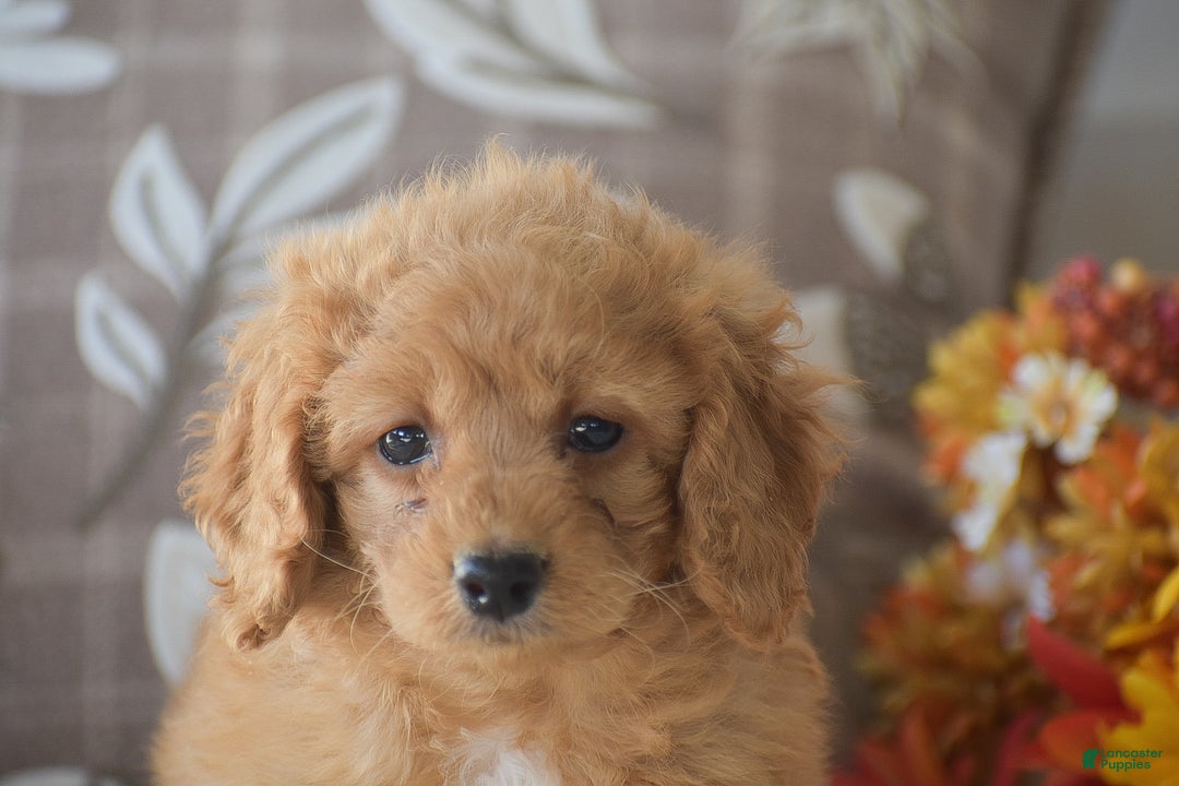 Cavapoo dogs for sale: Rihanna - Ad 4