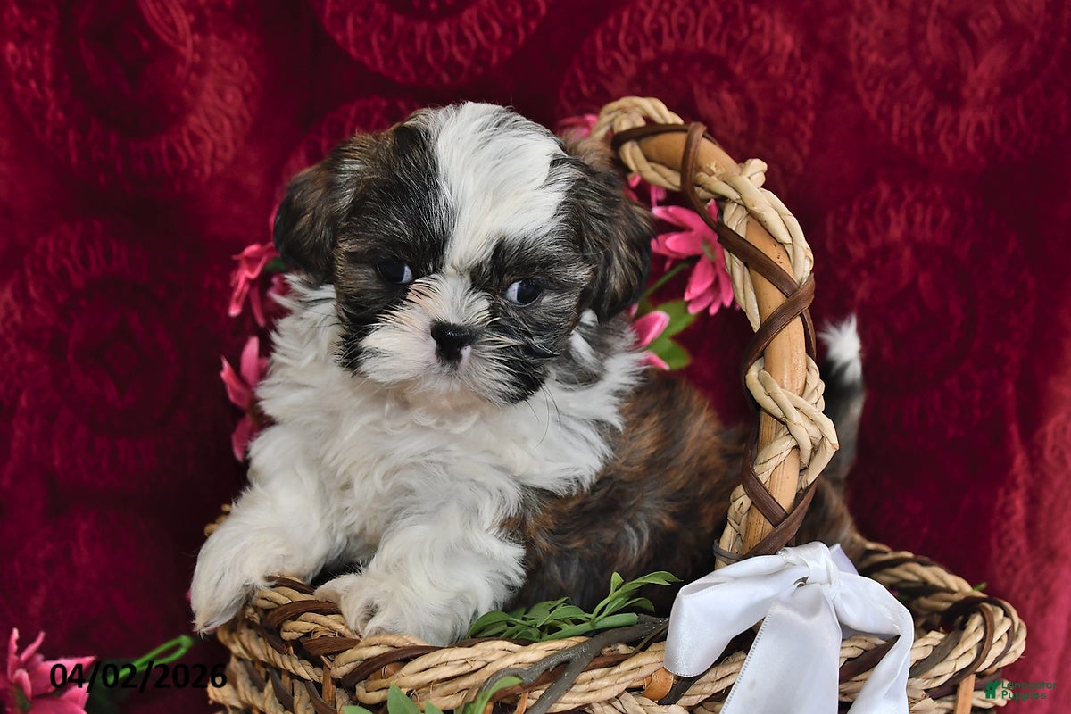 Shih Tzu dogs Royal - Ad 2