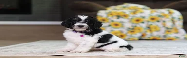 Millie