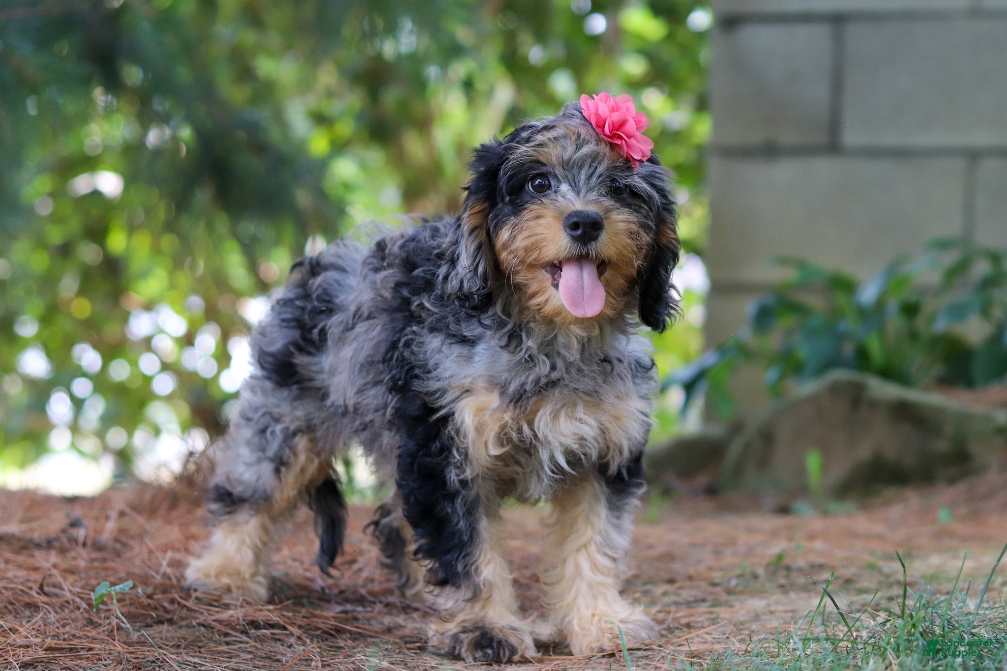 Cavapoo dogs Roxy - Ad 2